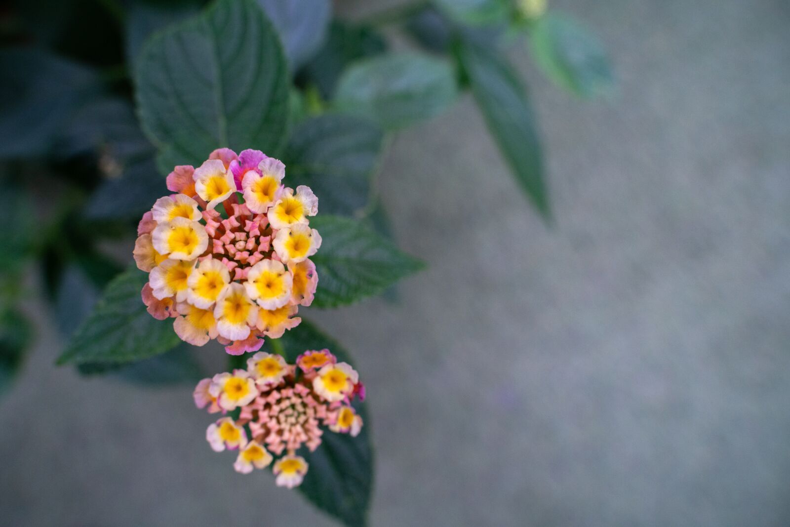 Tamron 28-75mm F2.8 Di III RXD sample photo. Flowers, beautiful, plants photography