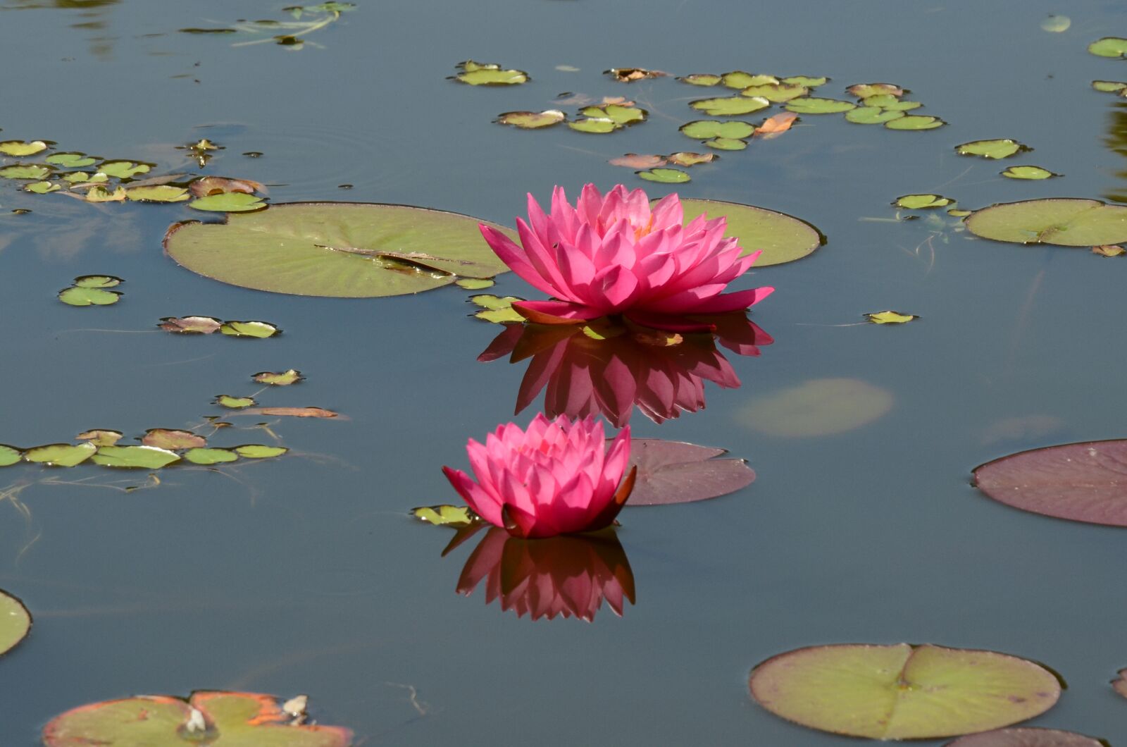 Nikon D7000 sample photo. Lily, water lily, flower photography