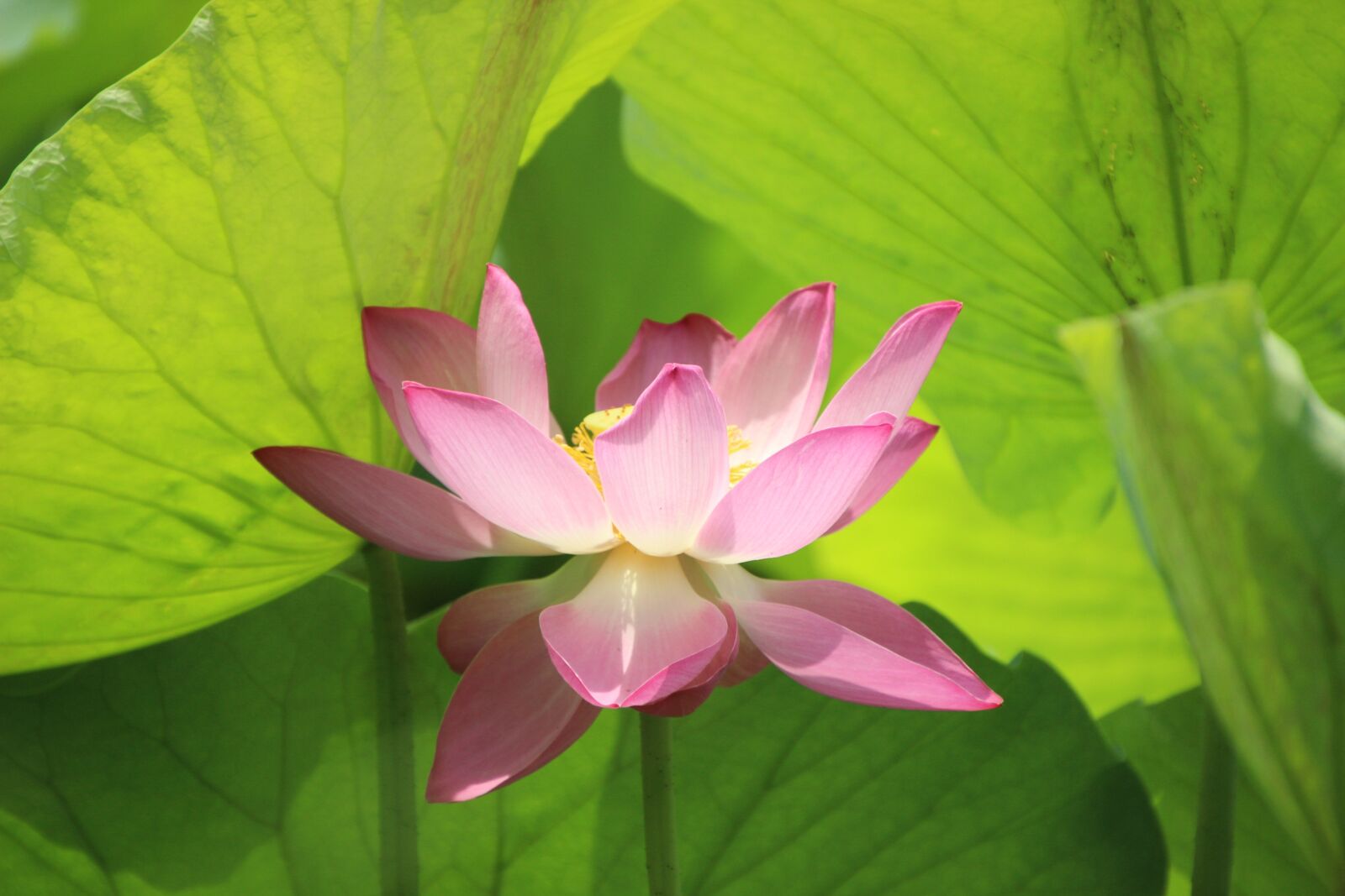 Canon EOS 600D (Rebel EOS T3i / EOS Kiss X5) sample photo. "Lotus, water lily, lotus" photography