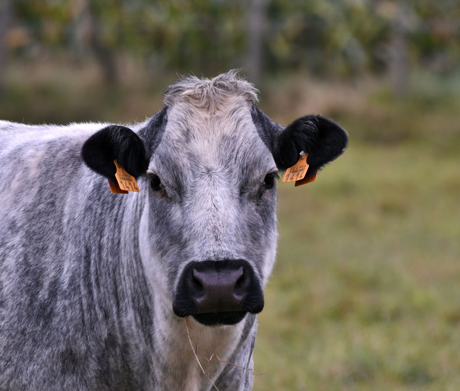 Nikon D500 sample photo. Cow, herkauwer, mammal photography