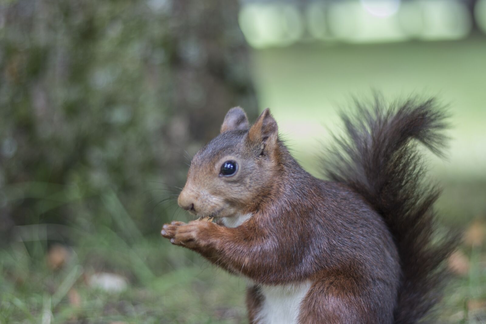 Canon EOS 80D + Canon EF 50mm F1.8 STM sample photo. Squirrel, park, alameda photography