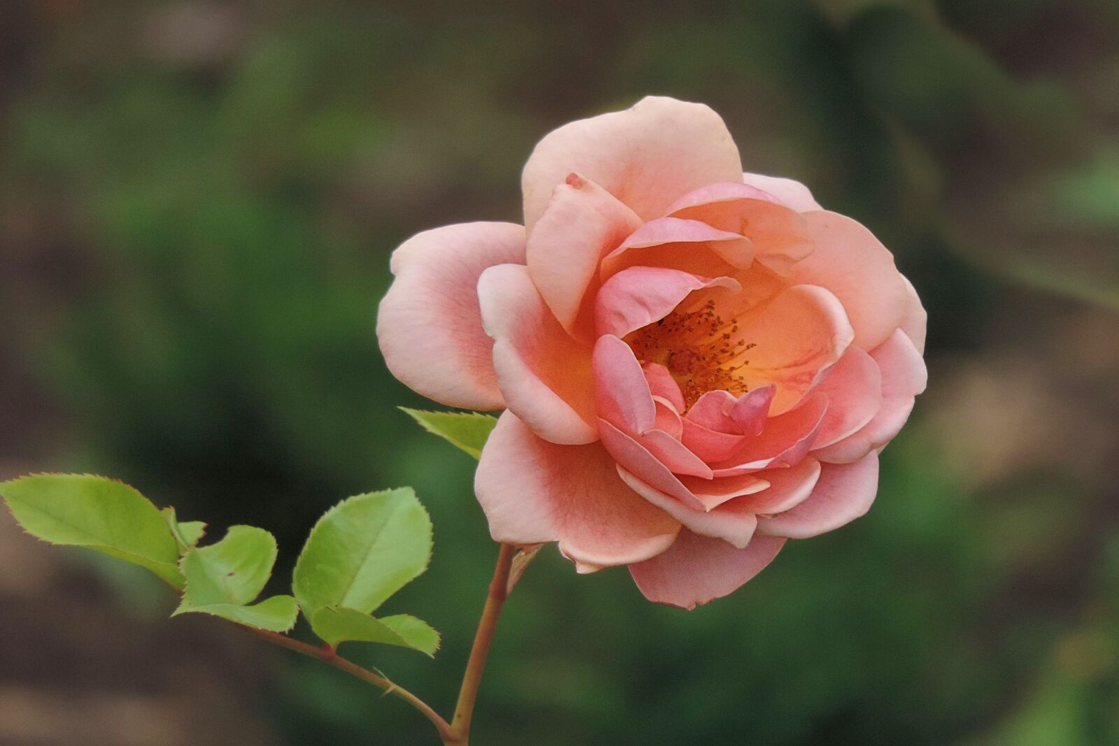 Nikon Coolpix P520 sample photo. Rose, salmon, blossom photography