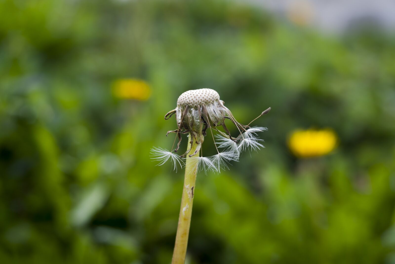 Nikon D60 sample photo. Dandelion old, nature, taraxacum photography