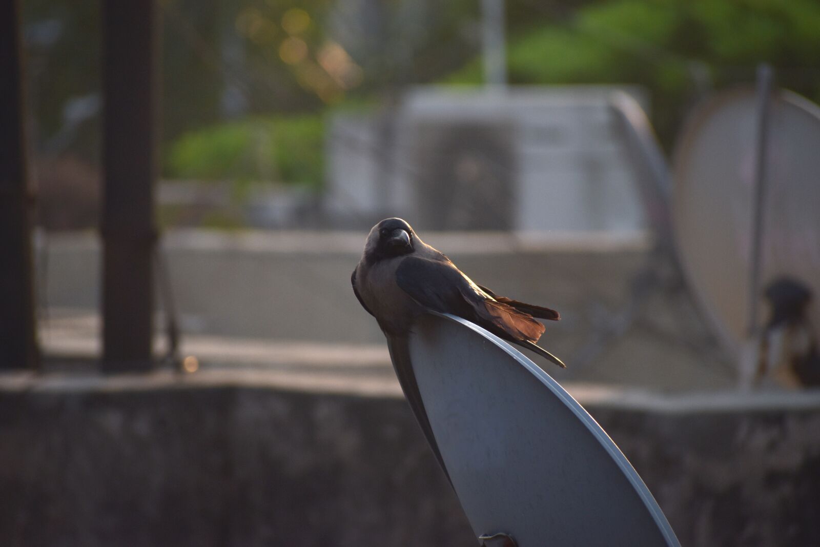 Nikon D5600 sample photo. House crow, crow, grey-necked photography