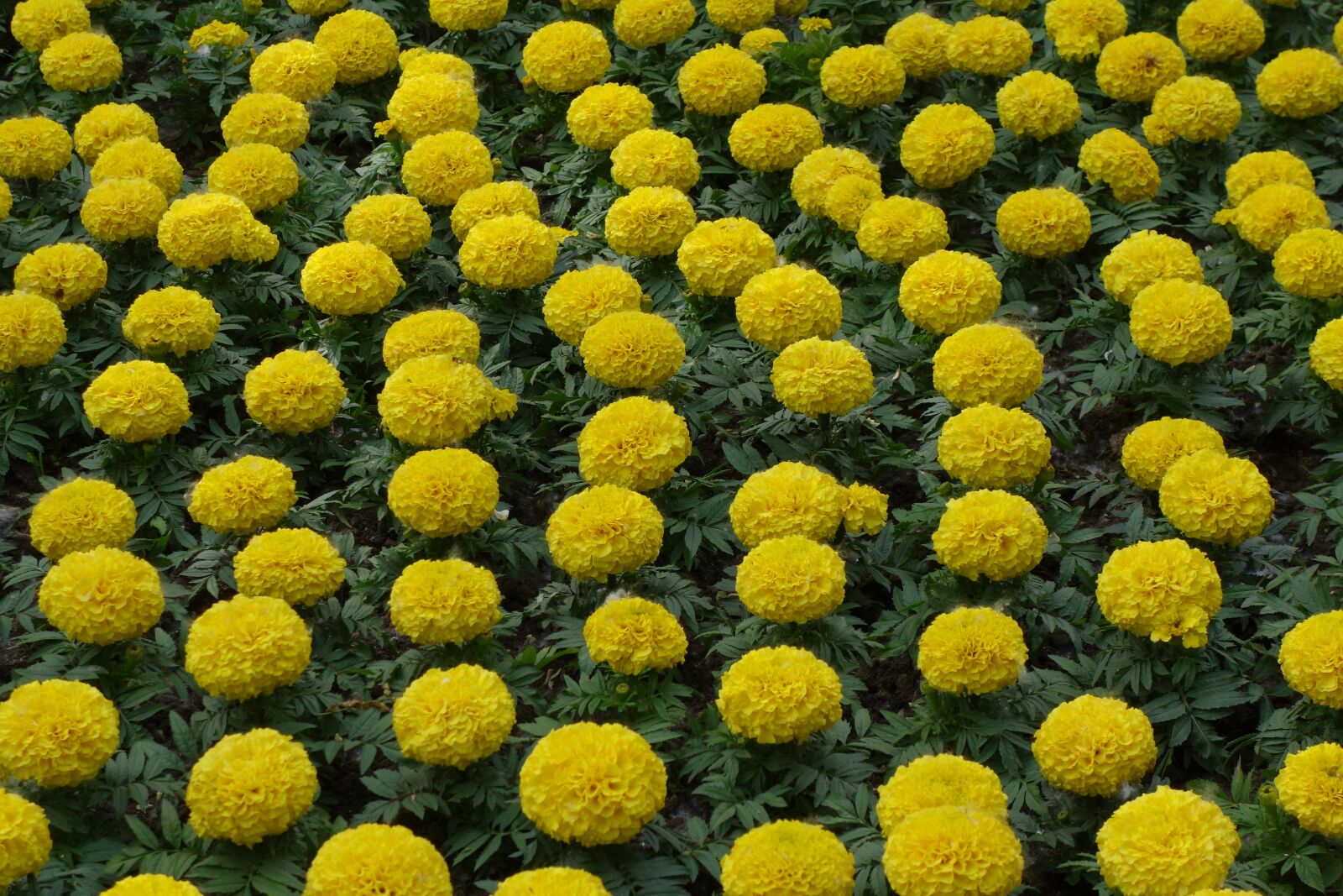 Sony Cyber-shot DSC-RX100 II sample photo. Yellow tagetes, floral exhibition photography