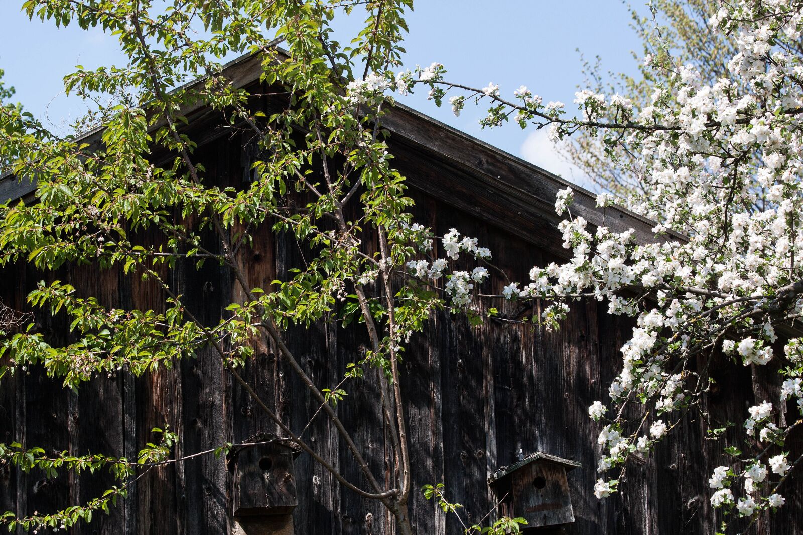 Canon EOS 50D sample photo. Hut, trees, old photography