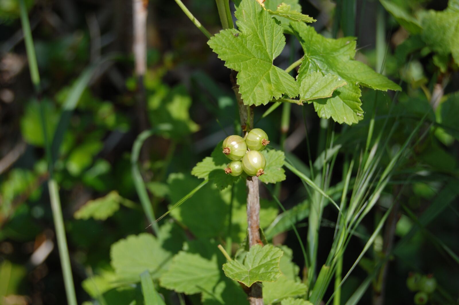 Nikon D40 sample photo. Cassissier, cassis, green photography