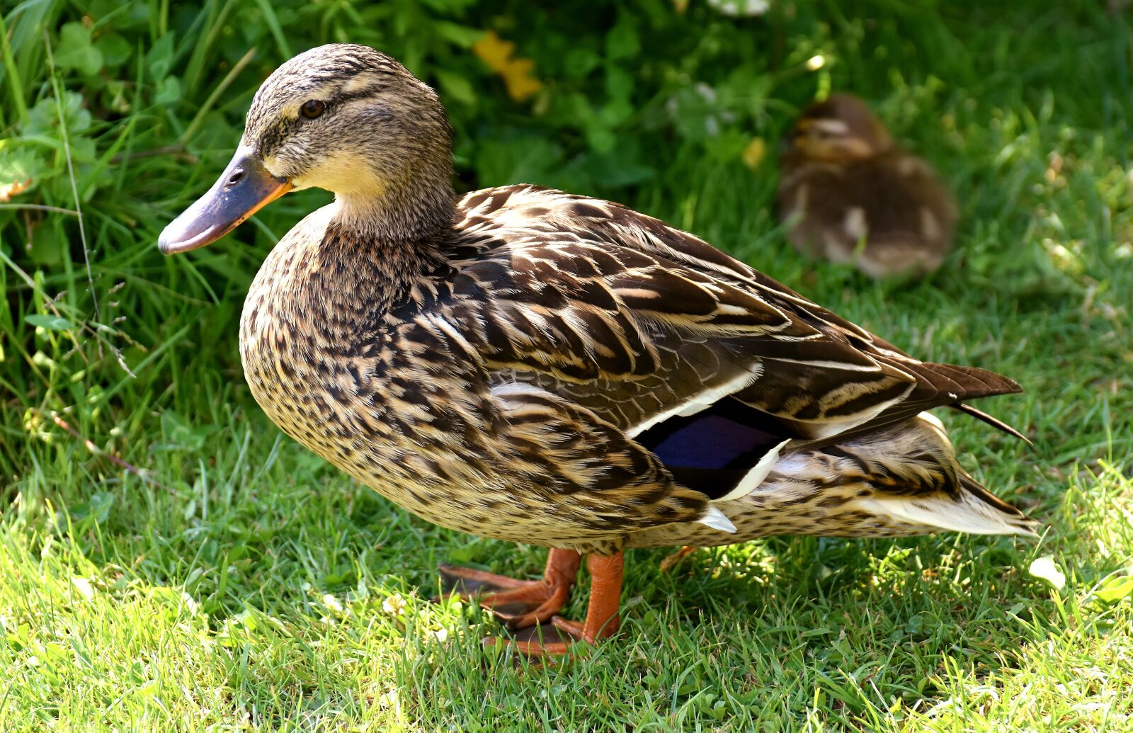 Nikon D7200 sample photo. Mallard, chicks, baby photography