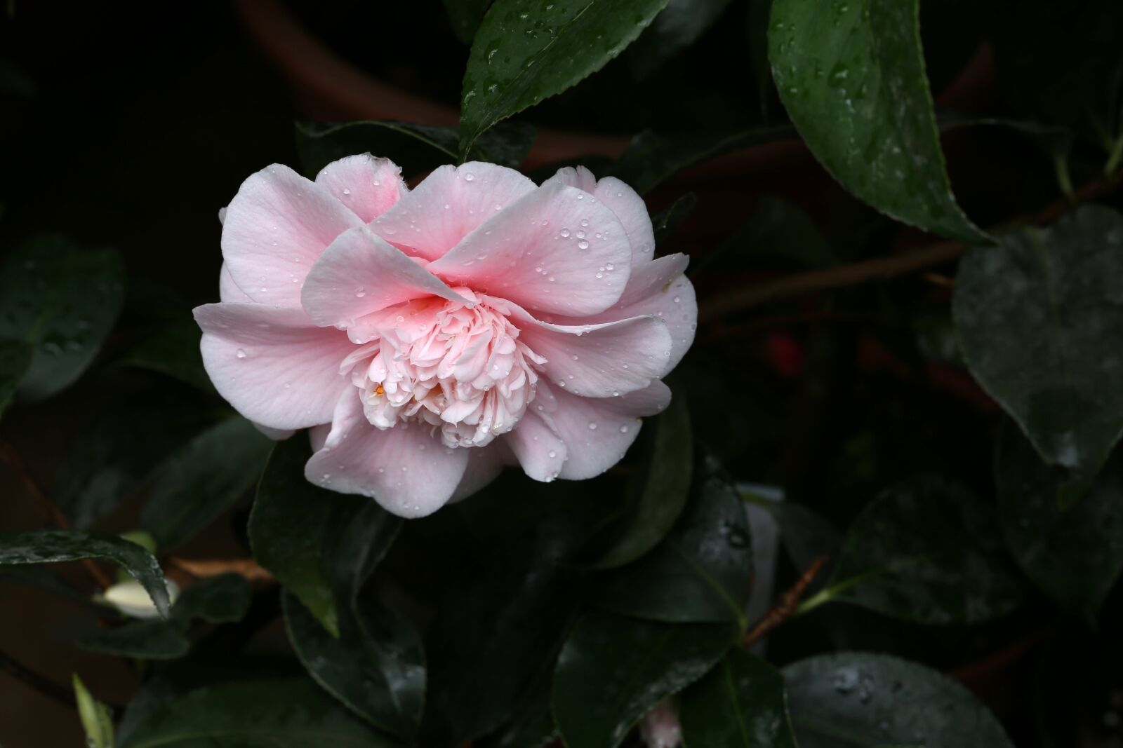 Canon EF 100mm F2.8L Macro IS USM sample photo. Flowers, camellia, rajec jestrebi photography