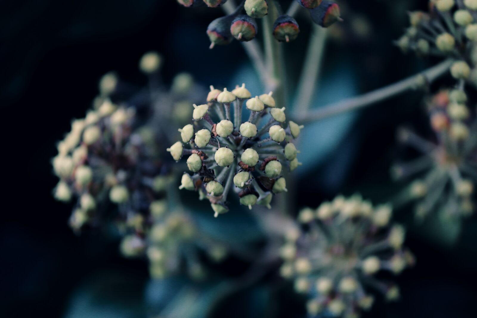 Canon EOS 200D (EOS Rebel SL2 / EOS Kiss X9) sample photo. Ivy, hedera helix, infructescence photography