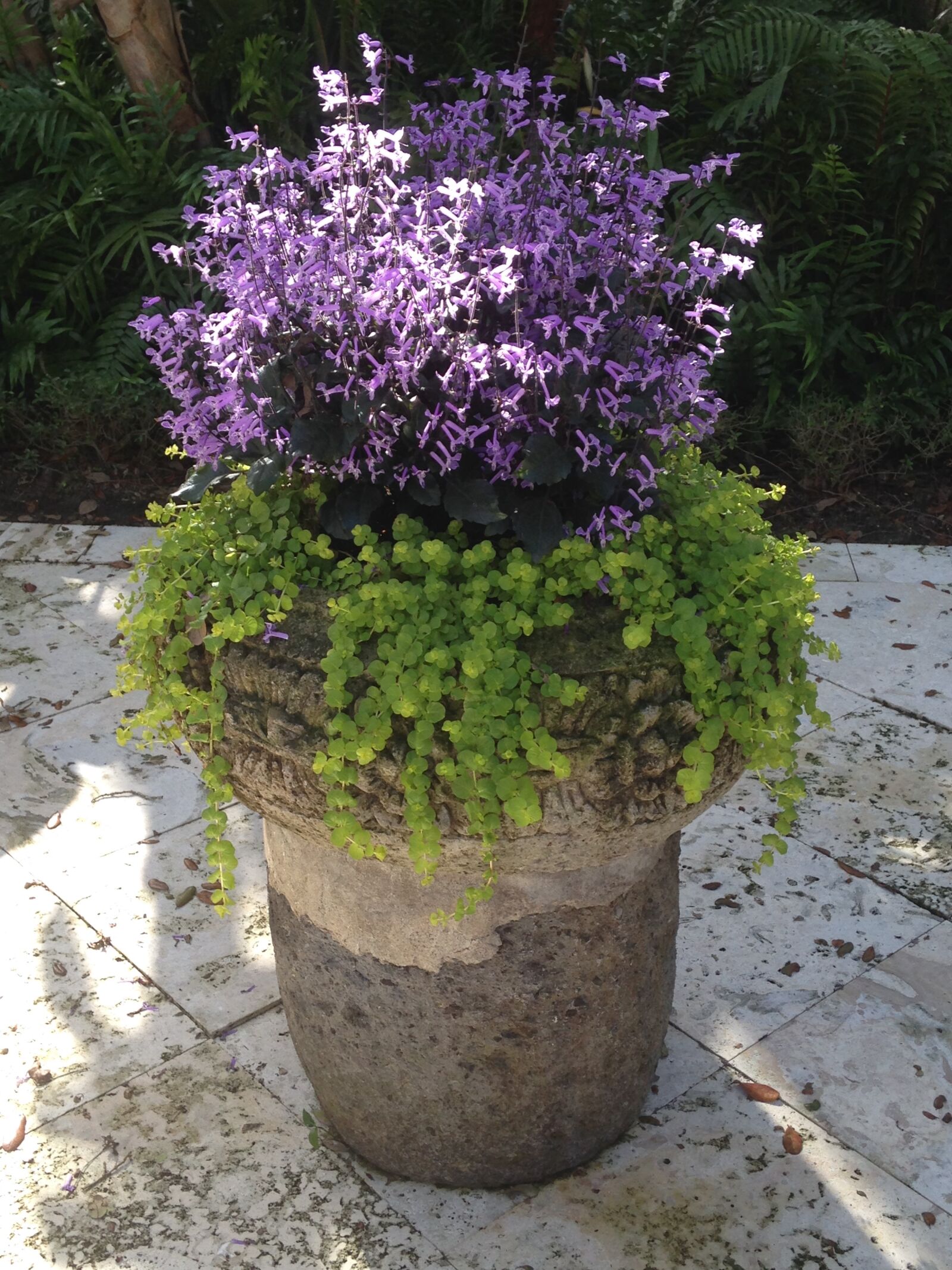 Apple iPhone 5c sample photo. Container garden, creeping jenny photography