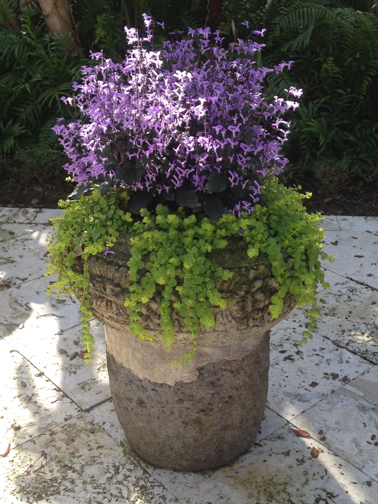 iPhone 5c back camera 4.12mm f/2.4 sample photo. Container garden, creeping jenny photography