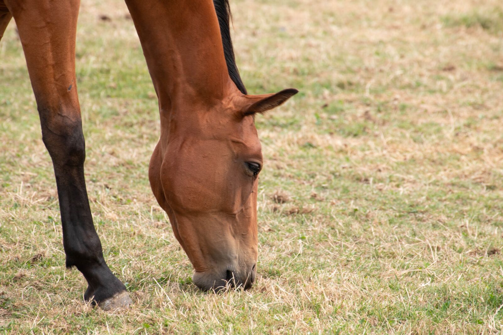 Canon EOS 6D Mark II sample photo. Horse, horses, animal photography