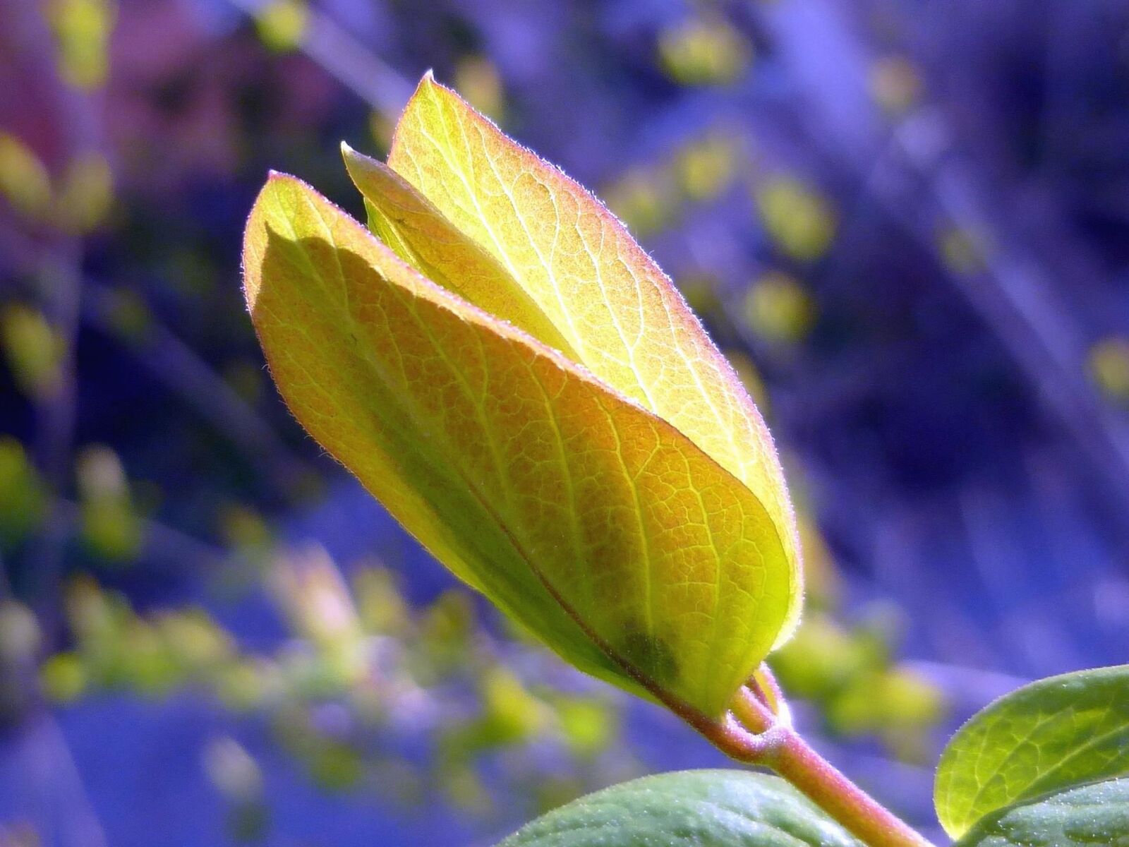 Panasonic DMC-SZ9 sample photo. Green, leaf, spring, nature photography