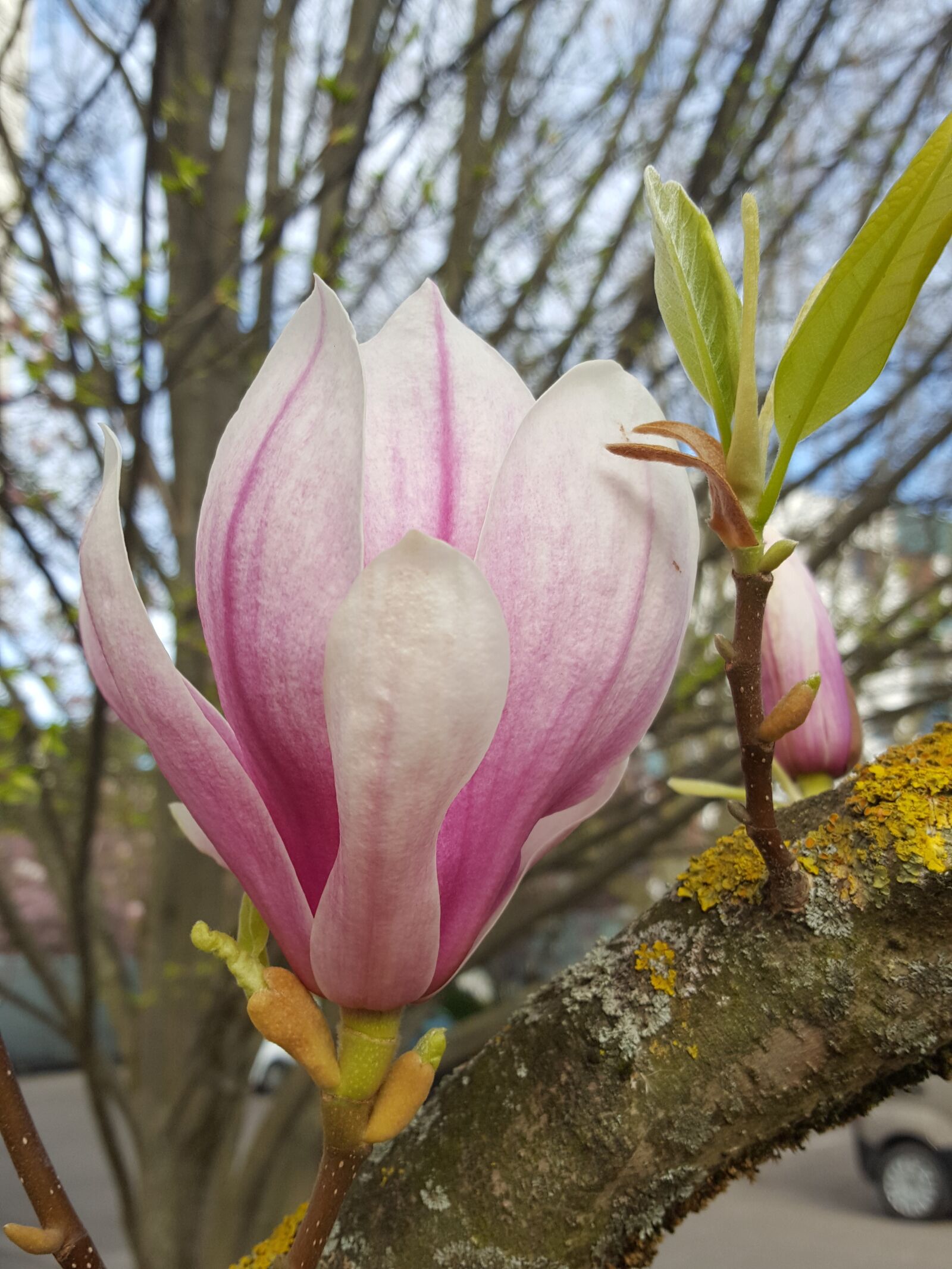 Samsung GALAXY S6 edge sample photo. Flower, magnolia, spring photography