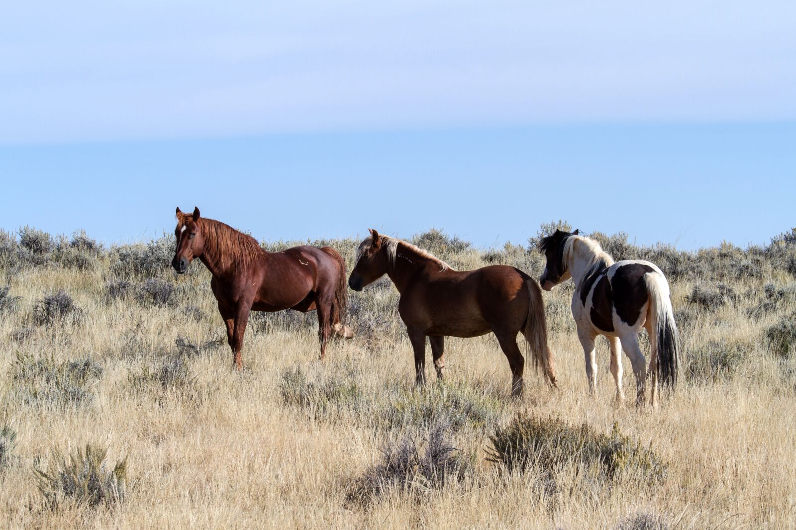 Canon EOS 7D sample photo. Horses, wild horses, mustangs photography