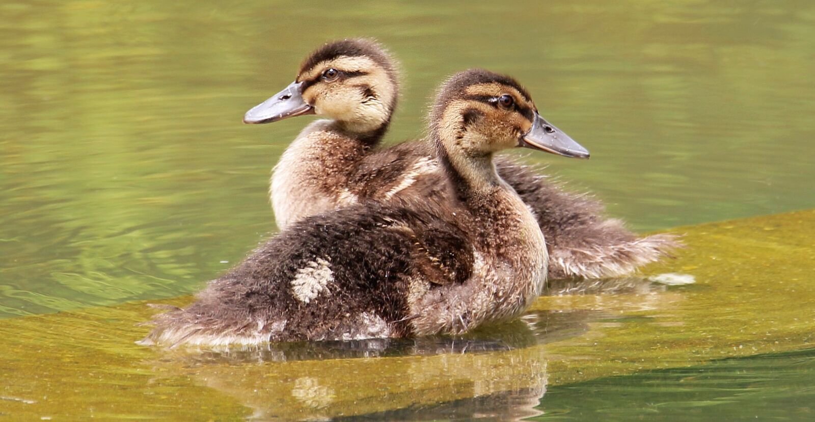 Canon EOS 550D (EOS Rebel T2i / EOS Kiss X4) sample photo. Ducks young duckling, poultry photography
