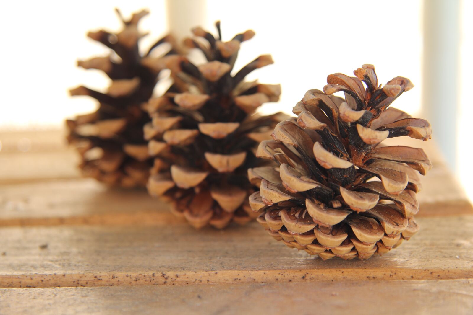Canon EOS 60D sample photo. Cone, wood, pine cone photography