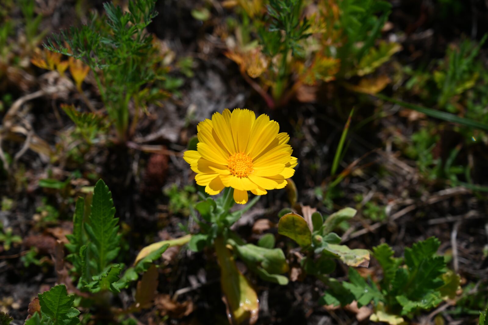 Nikon Z7 sample photo. Flower, meadow, yellow photography