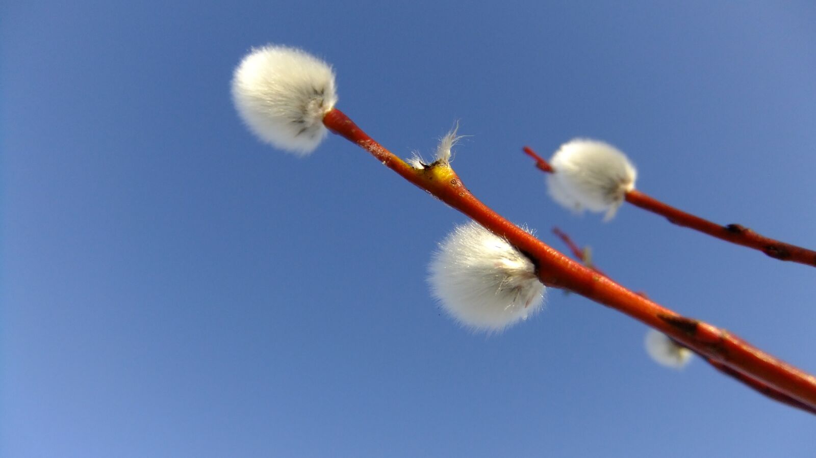 FujiFilm FinePix F80EXR (FinePix F85EXR) sample photo. Sky, verba, nature photography