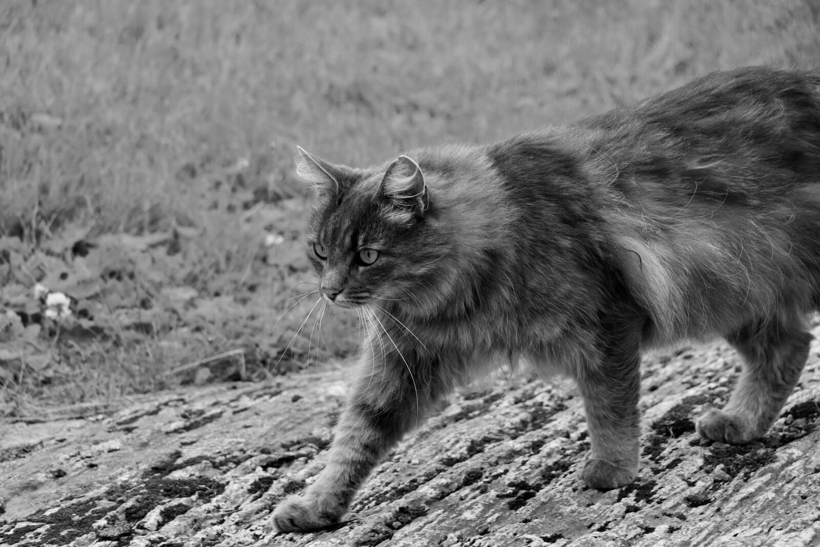 Canon EOS 800D (EOS Rebel T7i / EOS Kiss X9i) sample photo. Cat, black, white photography