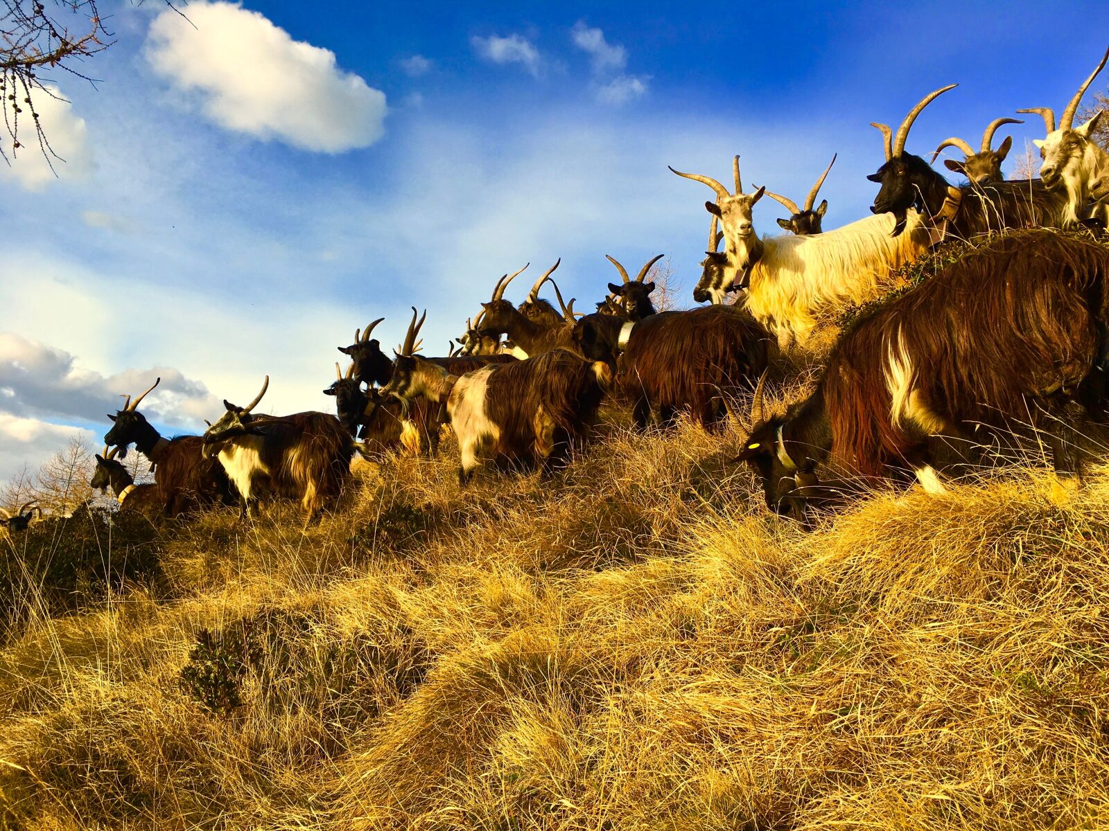 Apple iPhone 6s sample photo. Goats, capra, mountain photography