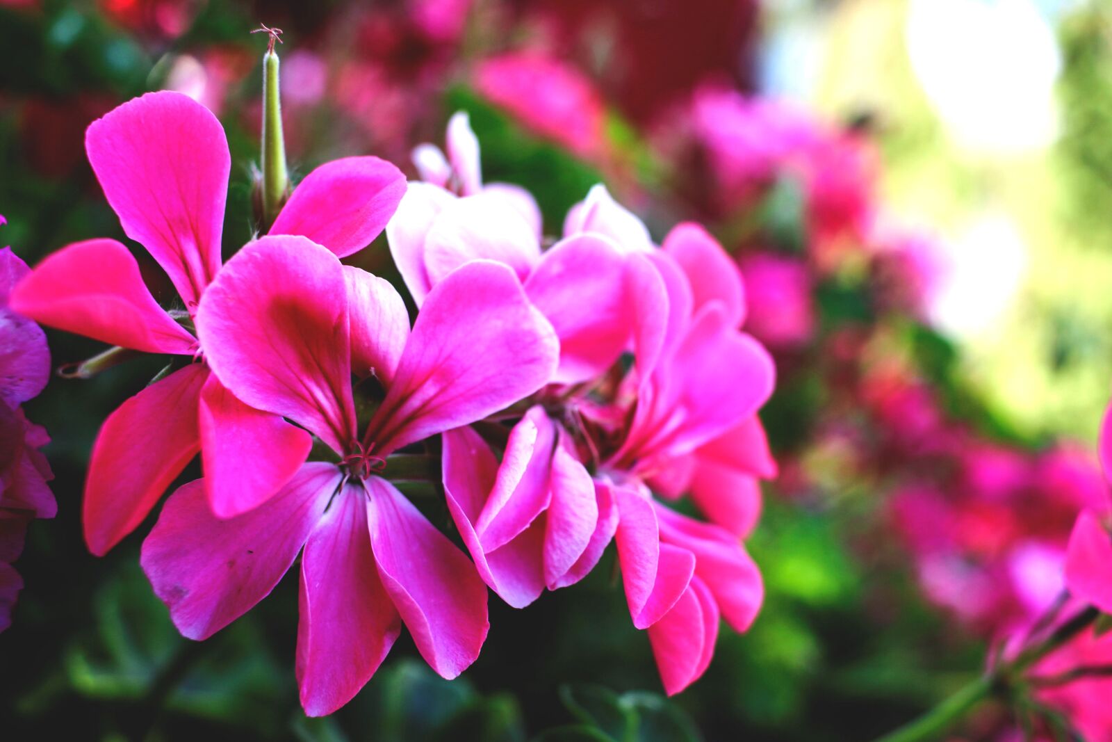 Canon EF-S 24mm F2.8 STM sample photo. Flower, rose, pink photography