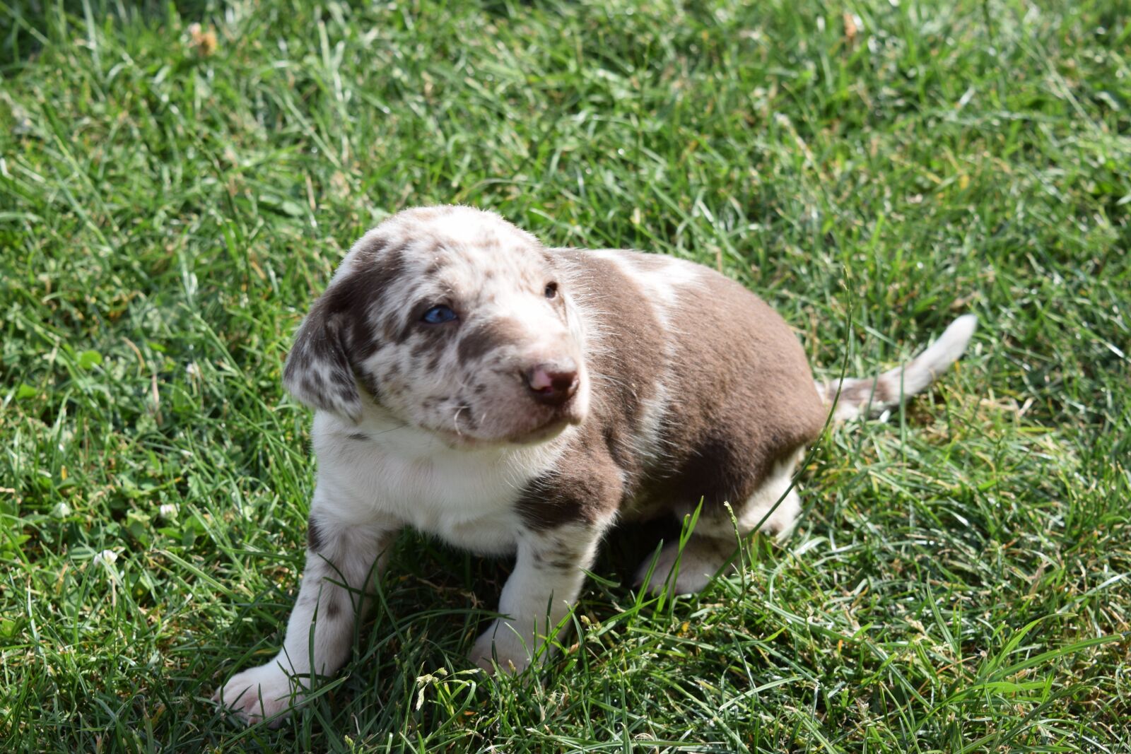 Nikon D3300 sample photo. Puppy, dog, cute photography