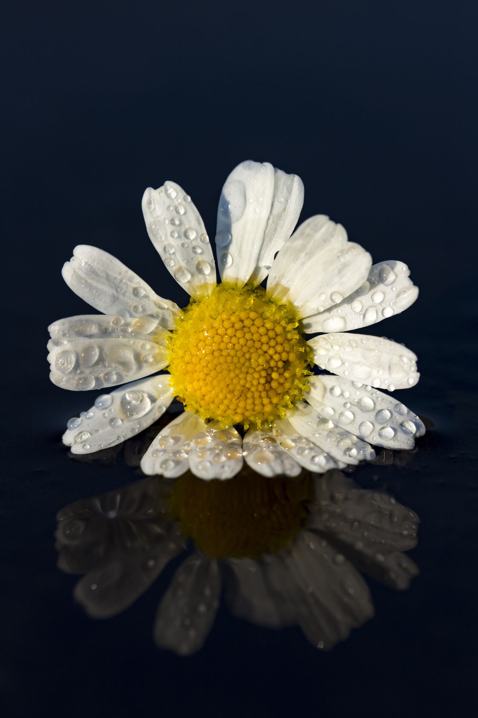 Canon EF-S 55-250mm F4-5.6 IS STM sample photo. Daisy, flower, water photography
