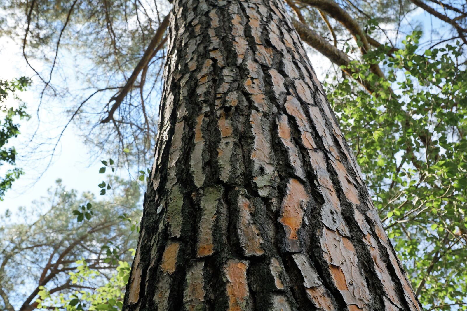 Sony ILCA-77M2 + Sony DT 16-50mm F2.8 SSM sample photo. Spruce, tree, bark photography