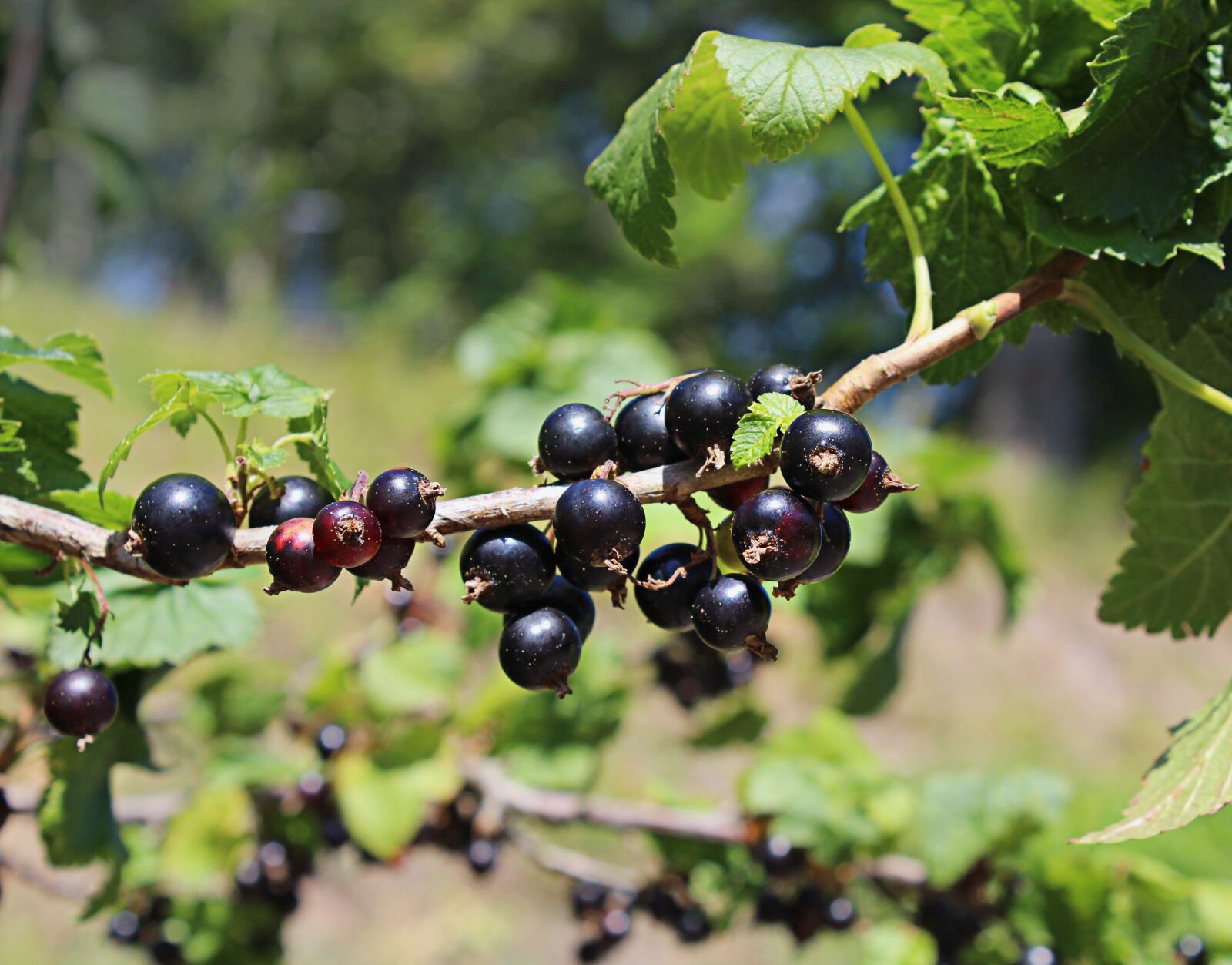 Canon EOS 1200D (EOS Rebel T5 / EOS Kiss X70 / EOS Hi) sample photo. Black, currant, berries photography