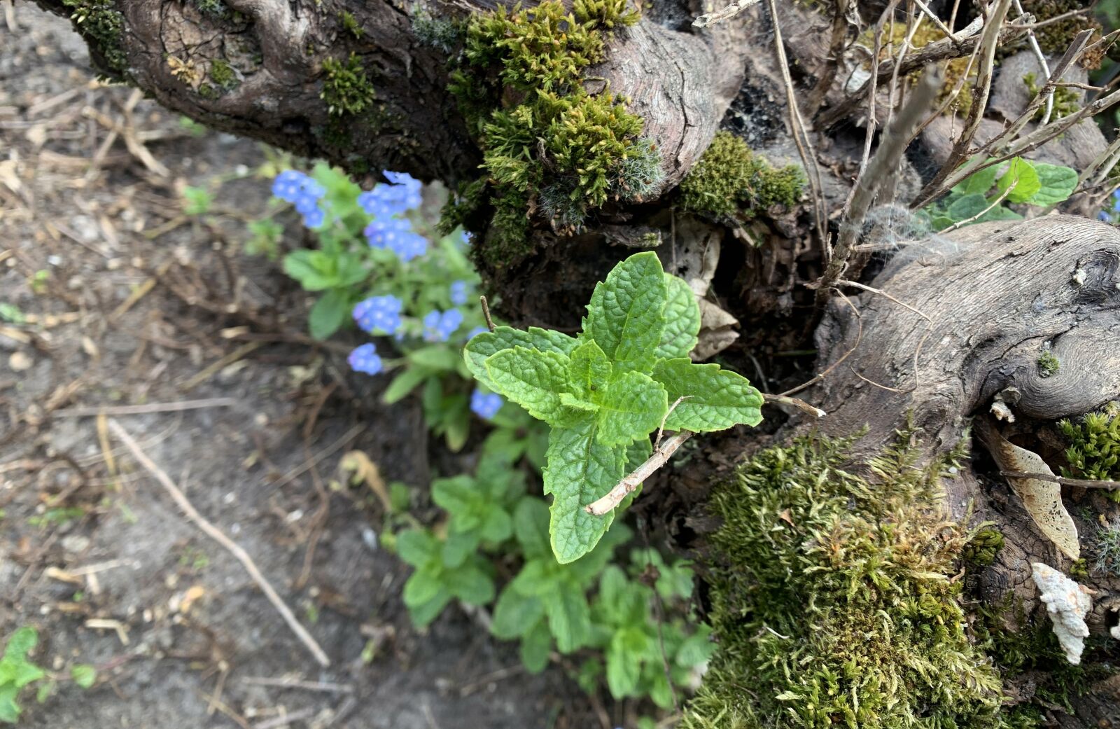 Apple iPhone XR sample photo. Herbs, nature, herb photography