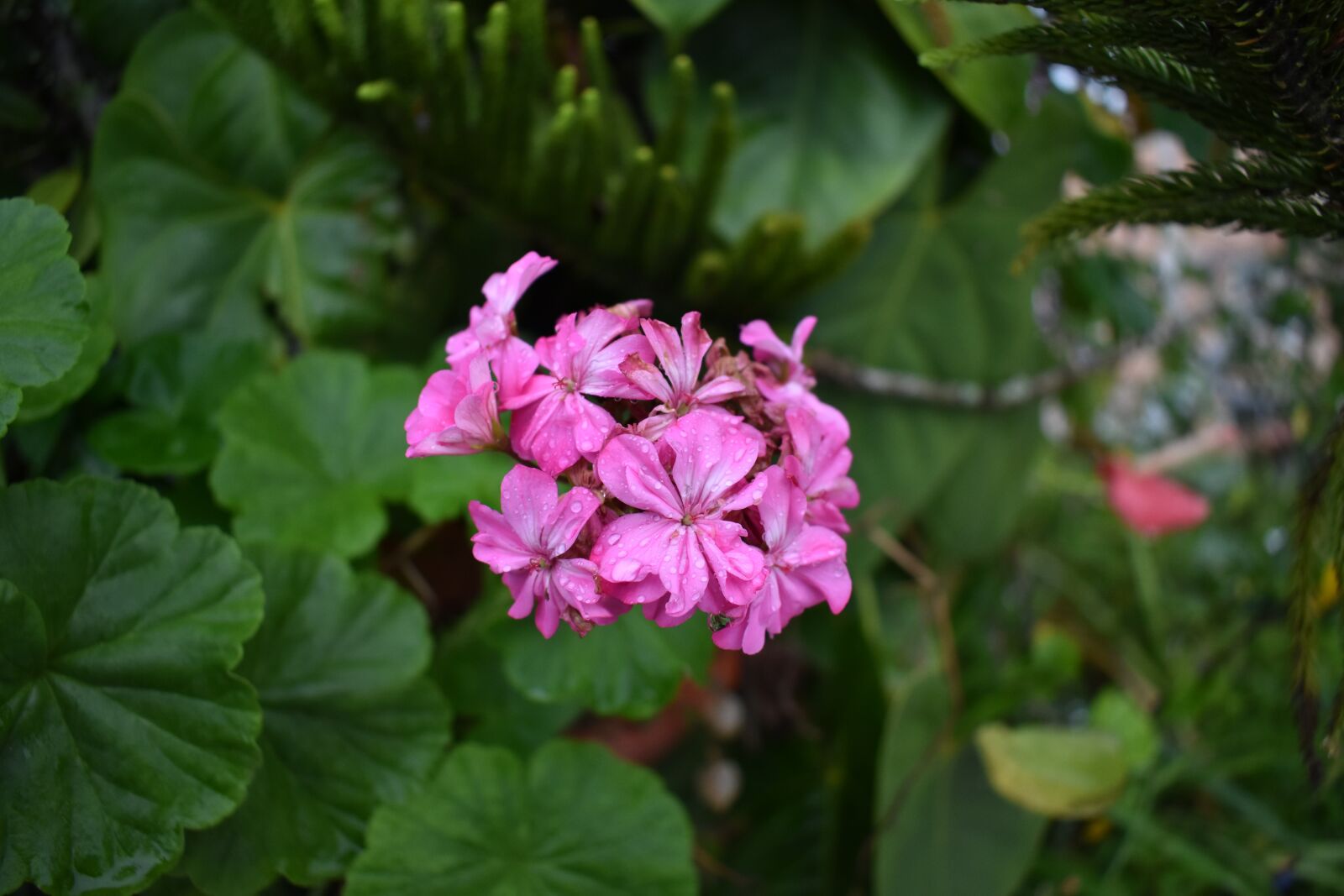 Nikon D3400 sample photo. Flores, magenta, verde photography