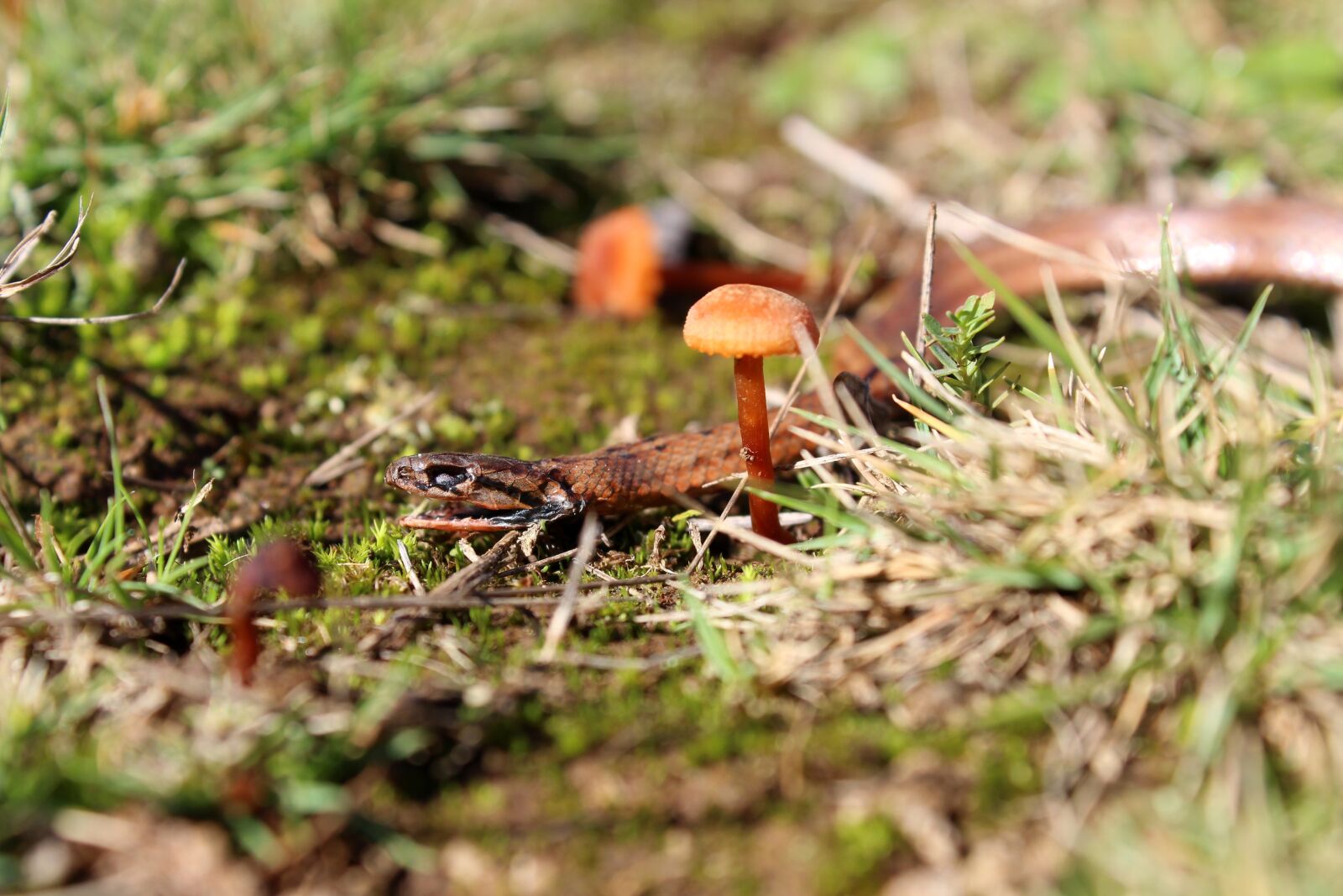 Canon EOS 1200D (EOS Rebel T5 / EOS Kiss X70 / EOS Hi) sample photo. Adventure, axe, berry, branch photography