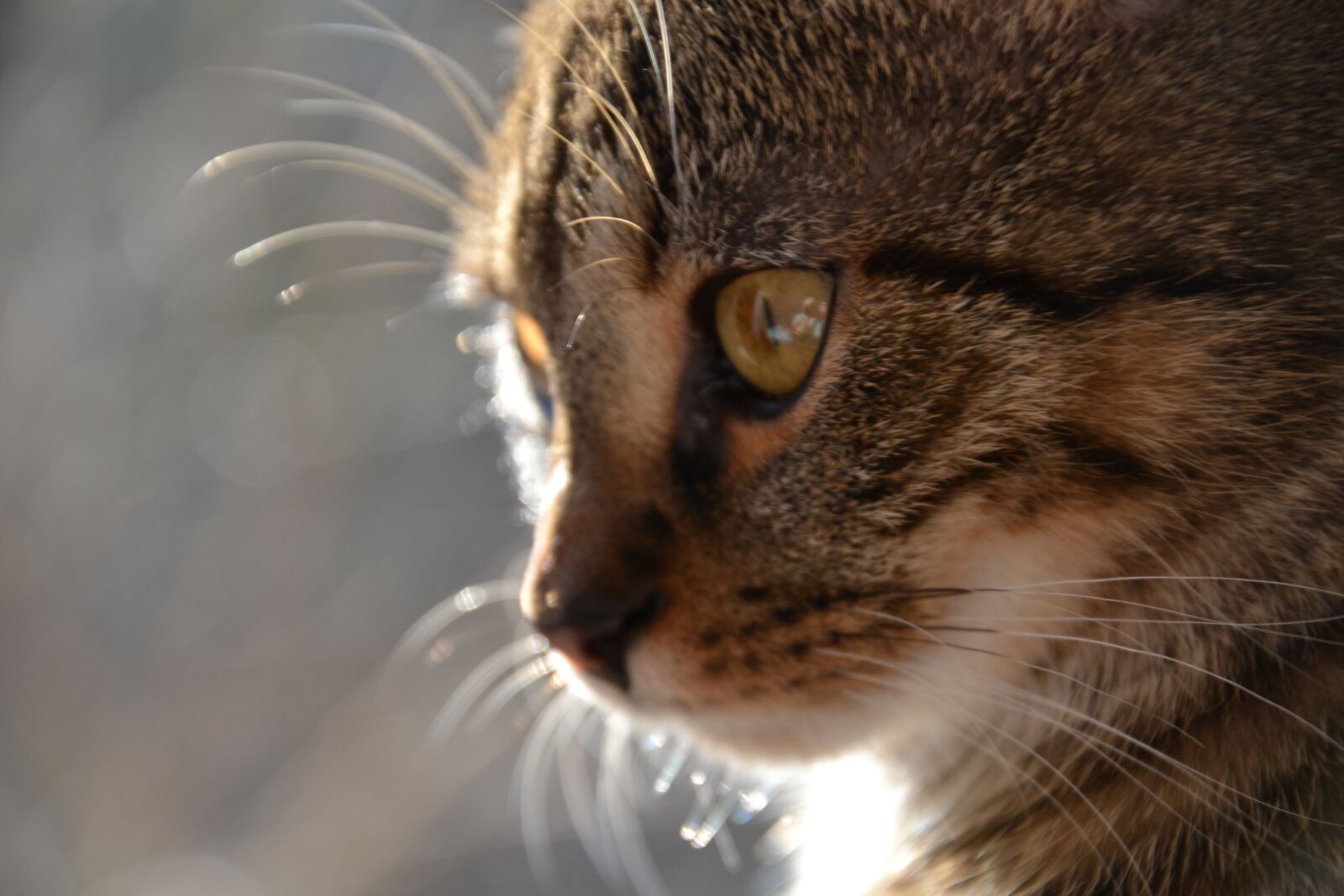 Nikon D3100 sample photo. Cat, tomcat, animals photography