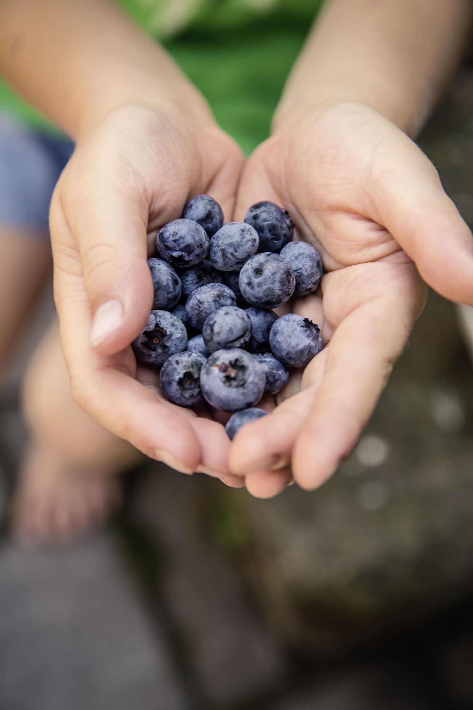 Canon EF 24-70mm F2.8L II USM sample photo. Blueberries, fruit, fruits photography