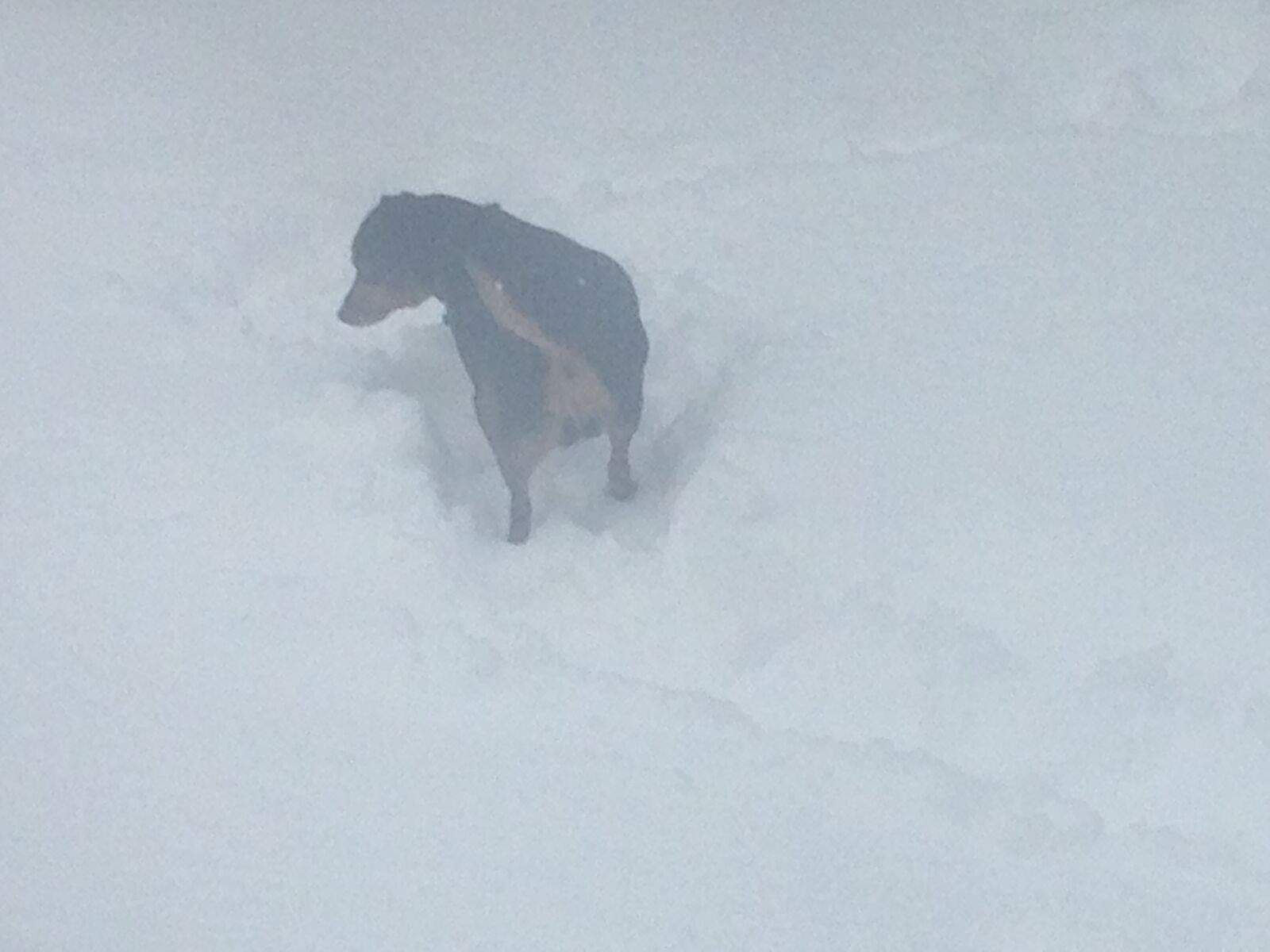 Apple iPhone 5c sample photo. Dog, snow photography