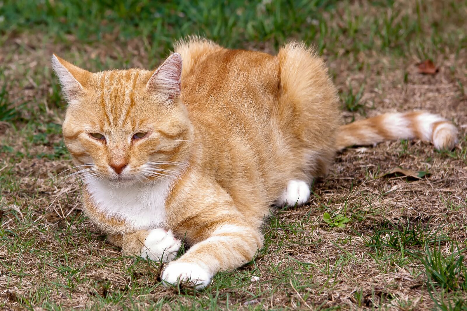 Canon EOS 50D sample photo. Cat, animal, concerns photography