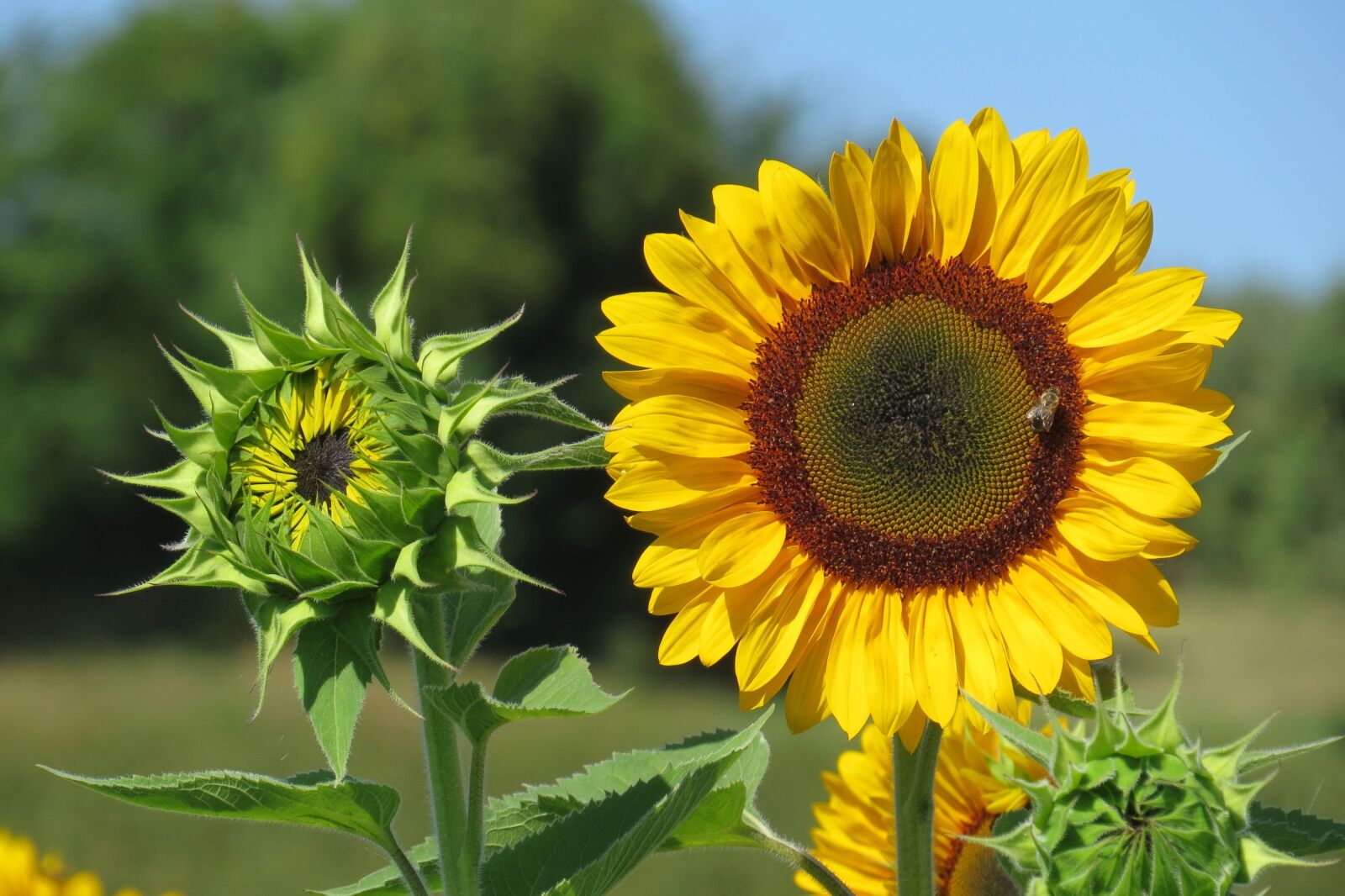 Canon PowerShot SX50 HS sample photo. Sunflower, bud, bright photography