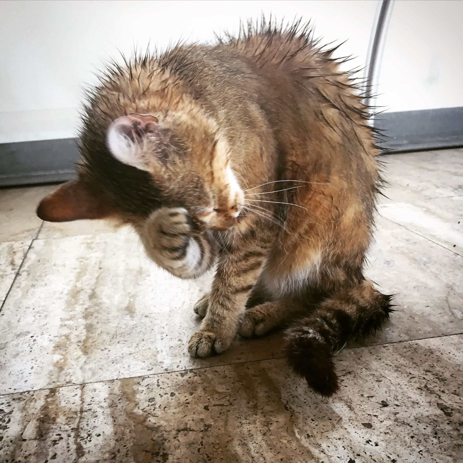 iPhone 6 back camera 4.15mm f/2.2 sample photo. Cat, rain, wet, wet photography