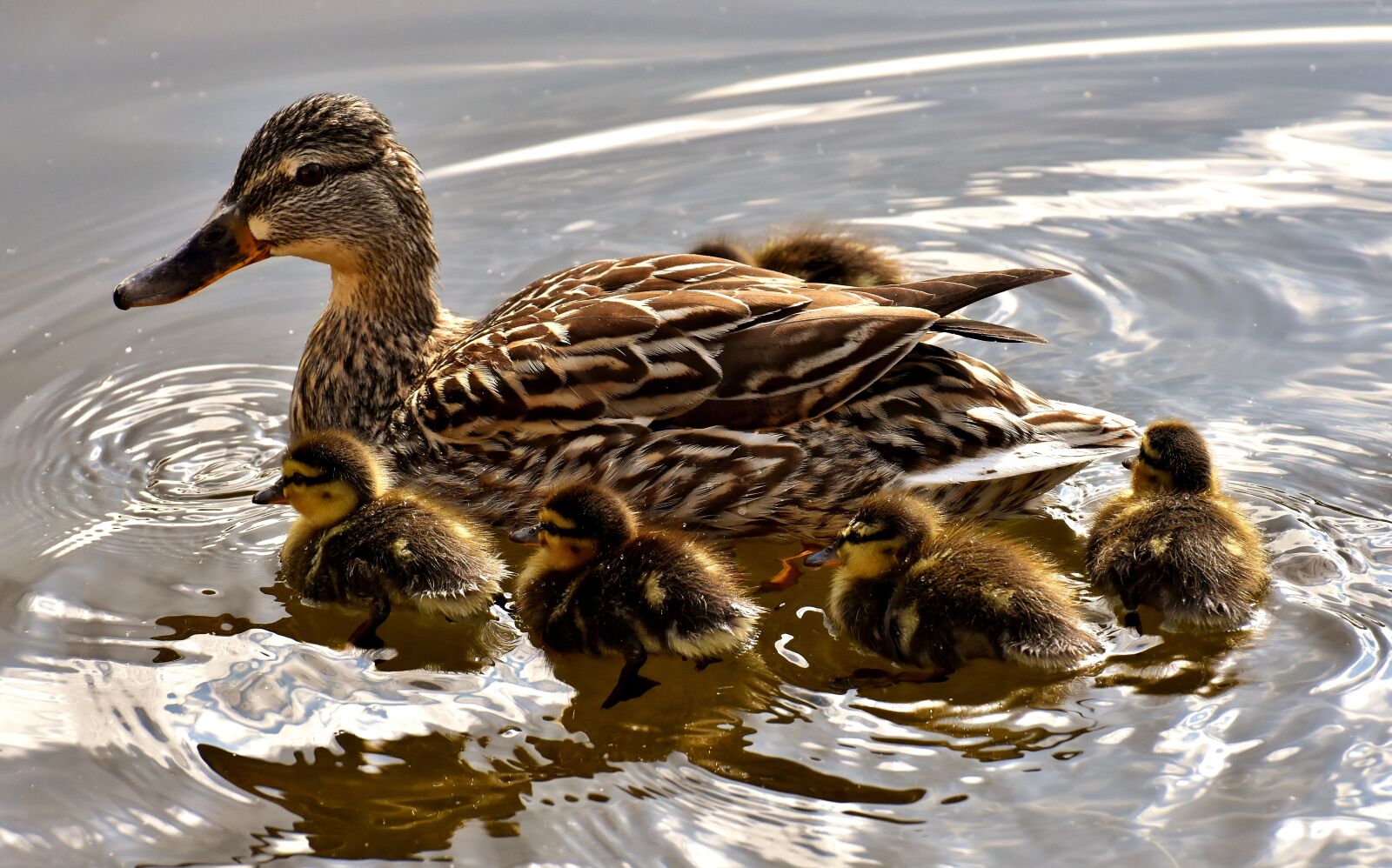 Nikon D7200 sample photo. Mallard, chicks, swim photography
