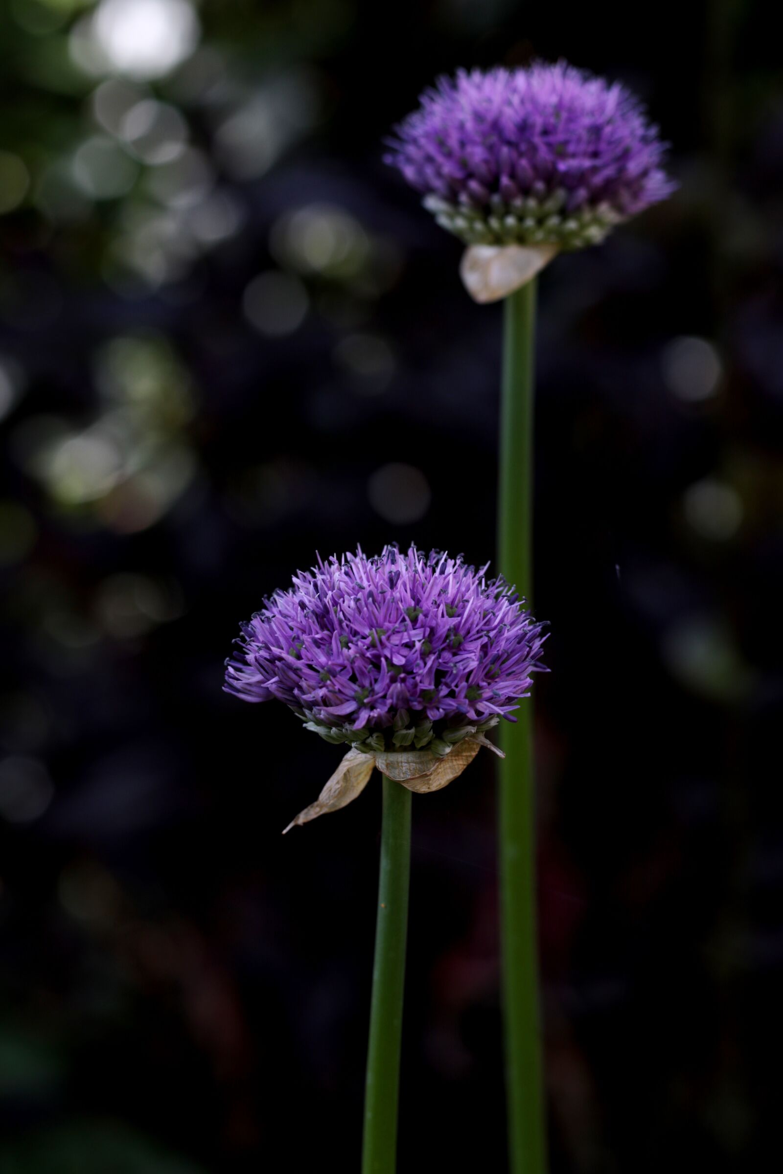 Canon EOS 7D Mark II sample photo. Allium purple sensation, ornamental photography