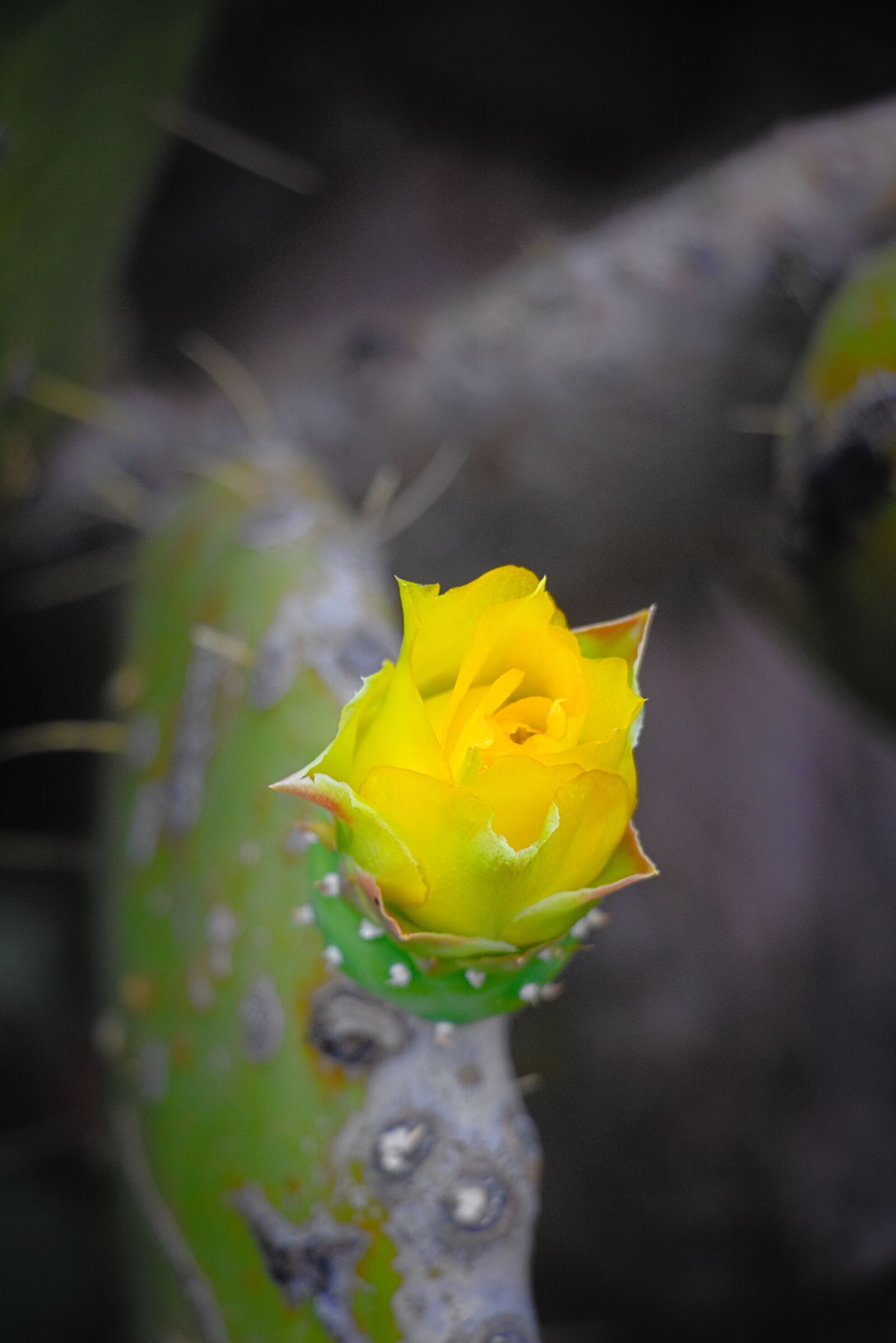 Canon EOS 750D (EOS Rebel T6i / EOS Kiss X8i) sample photo. Flower, cactus, thorns photography