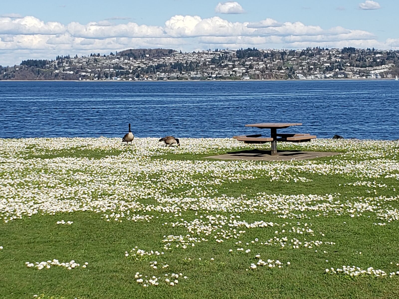 Samsung Galaxy S9 sample photo. Table, picnic, grass photography