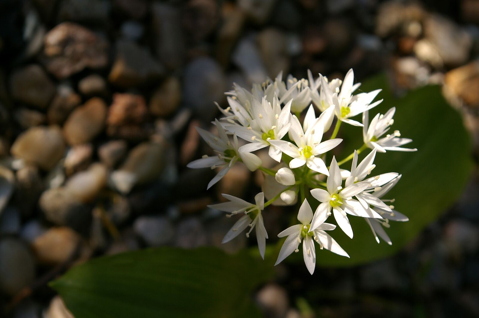 Pentax *ist DL2 sample photo. Bear's garlic, herbs, bloom photography