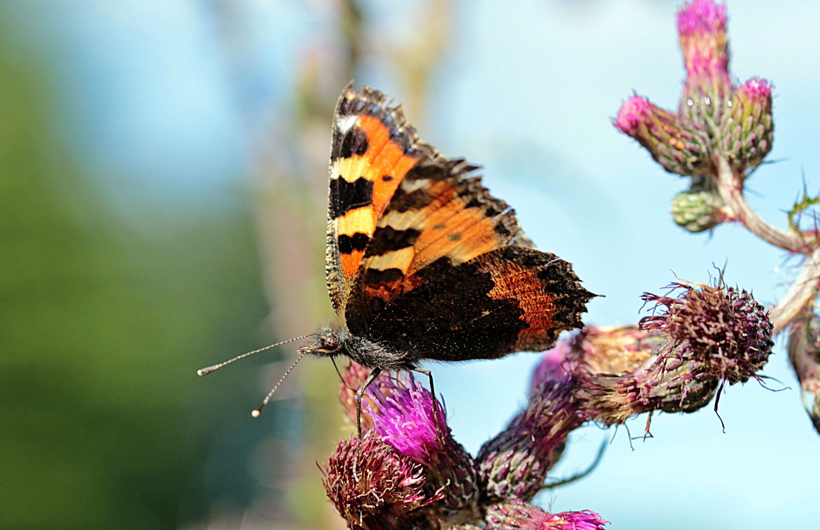 Canon EOS 650D (EOS Rebel T4i / EOS Kiss X6i) sample photo. Butterfly, little fox, nymphalis photography
