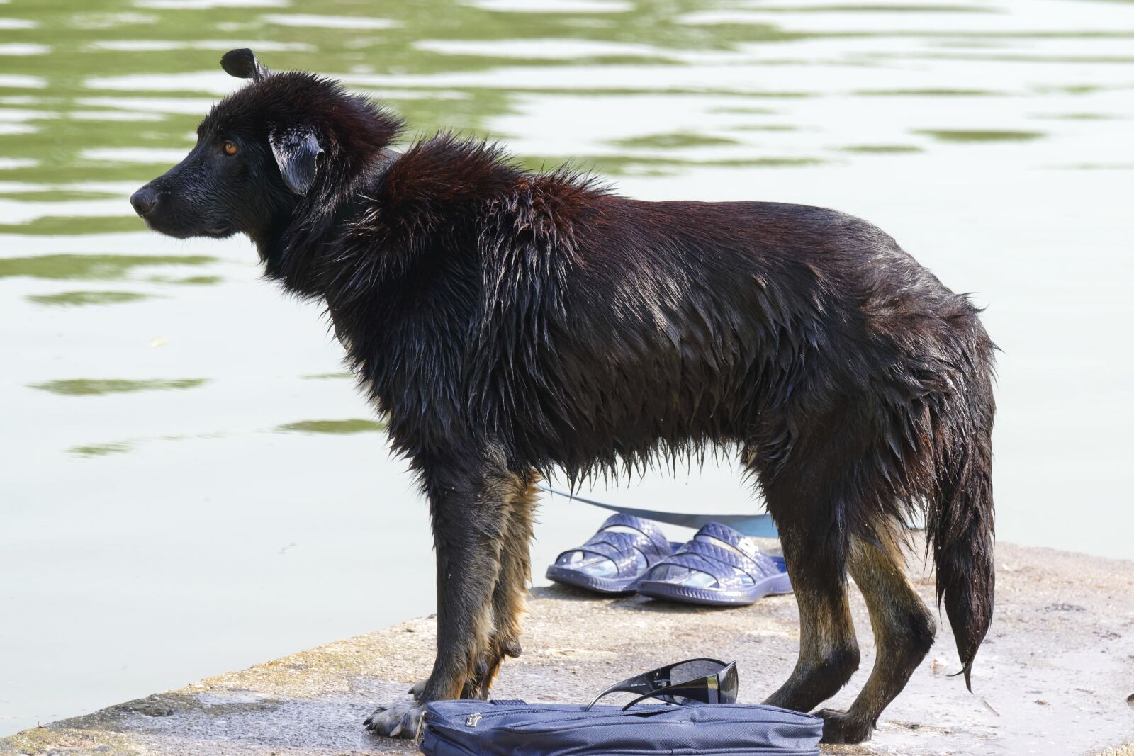 Nikon D5300 sample photo. Dog, pet, the dog photography