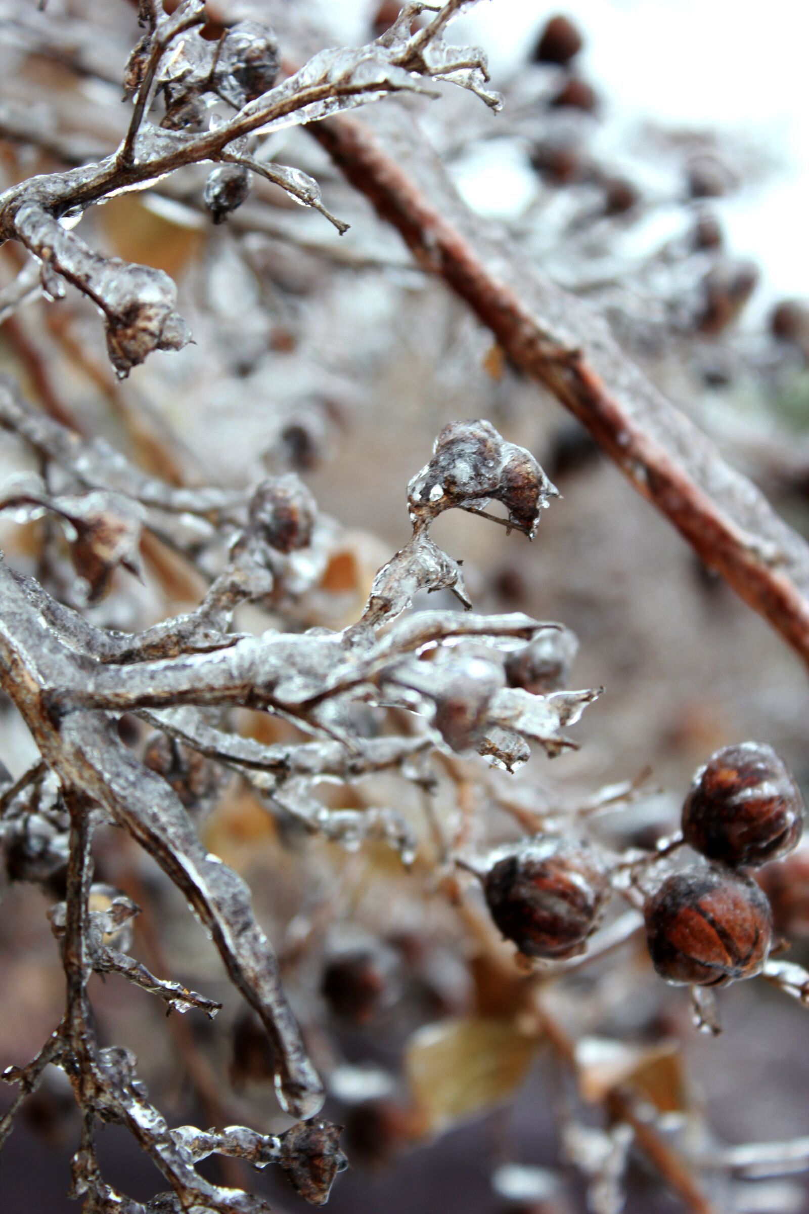 Canon EOS 550D (EOS Rebel T2i / EOS Kiss X4) sample photo. Ice, icy, frozen photography