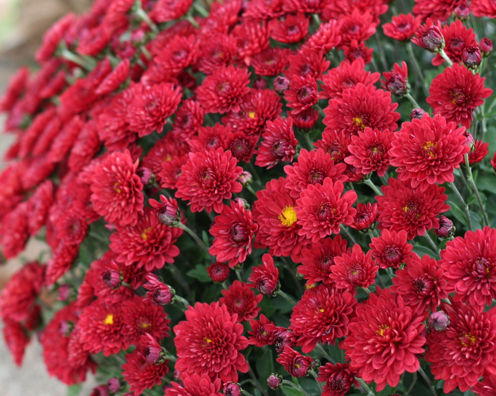 Canon EOS 700D (EOS Rebel T5i / EOS Kiss X7i) sample photo. Chrysanthemum, red flowers, red photography