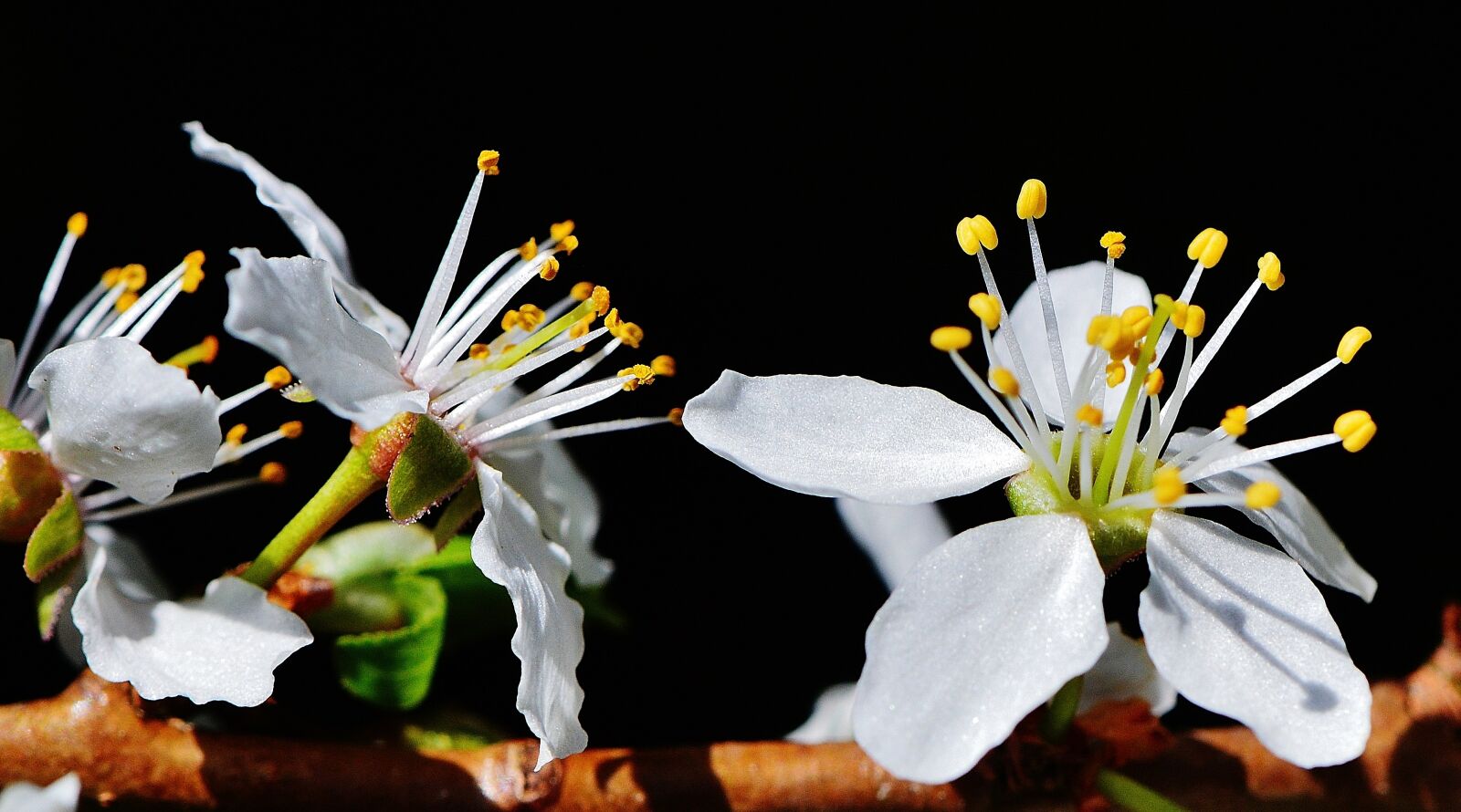 Nikon D3200 sample photo. Spring, blossom, bloom photography